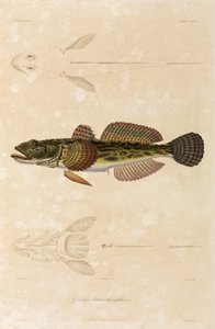 Knout goby, Svarta havet av Unbekannt