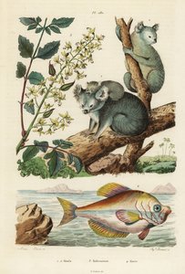Koala, Phascolarctos cinereus 1.2, lackträd, Koelreuteria paniculata 3 och indisk puckelhuvud, Kurtus indicus av Unbekannt