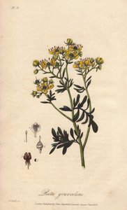 La rue des jardin ou rue fetide (Ruta graveolens) - Water forte av William Clarke för att illustrera "Botanique medicale, description des plantes medicinales de London, Edinburgh et Dublin" av John Stephenson och James Morss Churchill, utgiven i London av av Unbekannter Künstler