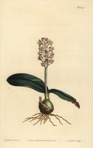 Lachenalia pallida (glansbladiga lachenalia, Lachenalia lucida) av Unbekannt