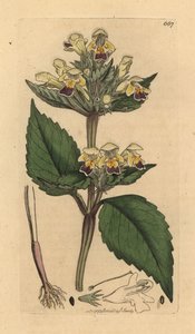 Storblommig hampnässla, Galeopsis speciosa (Galeopsis versicolor) (Galeopsis a fleurs panachees) Handkolorerat kopparstick efter en teckning av James Sowerby för James Smith