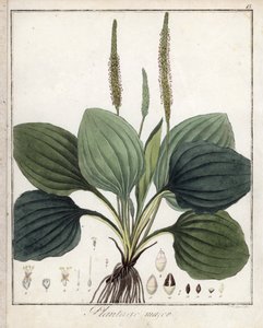 Stor groblad eller groblad major (eller fågelgroblad) - Litografi av F. Guimpel, utdrag ur medicinsk botanik av Friedrich Gottlob Haynes (1763-1832), Berlin av Unbekannter Künstler