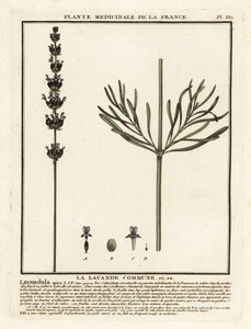 Lavendel, Lavandula angustifolia. av Unbekannter Künstler