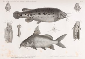 The Electric Malapterure & The Synodont Pimelode av Unbekannt