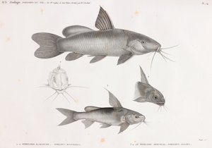 Le Pimelode Karafche & Le Pimelode Aboureal av Unbekannt