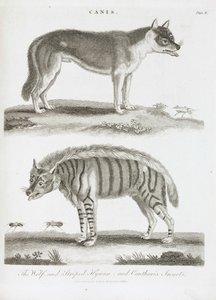 Varg och randig hyena och cantharis insekter av Unbekannt