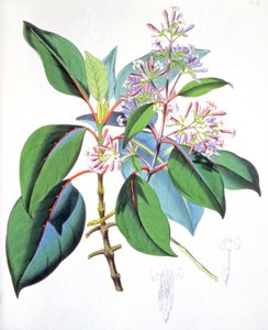 Blad och blommor från kininträdet, ca 1850 (gravyr) av Unbekannter Künstler
