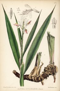 Mindre galangal, Alpinia officinarum. Handkolorerad litografi av Hanhart efter en botanisk illustration av David Blair från Robert Bentley och Henry Trimen