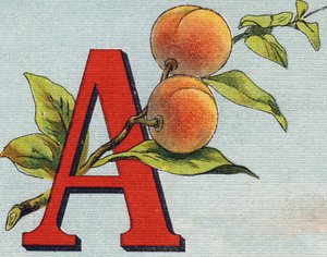 Bokstav A: aprikos. Gravyr i "Alphabet de ma petite fille". Bernardin-Bechet och Fils, bokhandlare-förlag, Paris, omkring 1895. Okrossbart album på duk. Bibliotheque des Bebes. 12 sidor. Album innehållande en läsmetod och en illustrativ abeced av Unbekannt