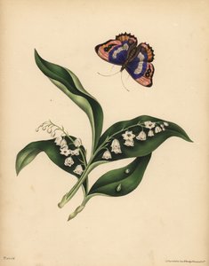 Liljor i dalen, Convallaria majalis, Renhet och återkomst av lycka; Den lila kejsarfjärilen, Apatura iris, själens odödlighet av Unbekannt