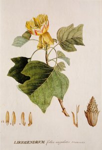 Liriodendron tulipifera / Tulipier / Tulip Tree av Unbekannt