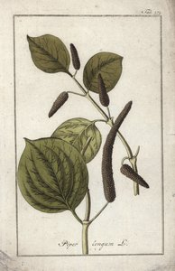 Lång pepparskål (Piper longum). Litografi från "Afbeelding der Artseny-Gewassen" av Johannes Zorn (1739-1799), Nederländerna av Unbekannter Künstler