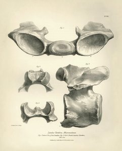Ländkota från Macrauchenia, ett förhistoriskt djur som hittades av Charles Darwin under hans upptäcktsresa ombord på Beagle. The Zoology of the voyage of H.M.S. Beagle under befäl av kapten Fitzroy under åren 1832 till 1836, redigerad och översatt av av Unbekannter Künstler