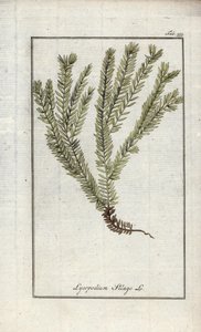 Lycopod i klubbor eller officinell lycopod (Lycopodium clavatum). Litografi från "Afbeelding der Artseny-Gewassen" av Johannes Zorn (1739-1799), Nederländerna av Unbekannter Künstler