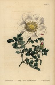 Macartneys ros, Rosa bracteata av Unbekannt