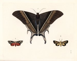 Macleans svärdmal, Lyssa macleayi 1, cinnobermal, Callimorpha phyllira 2, och Nais tigermal, Apantesis nais 3. Handkolorerad litografi från John O. Westwoods nya utgåva av Dru Drurys "Illustrations of Exotic Entomology", Bohn, London av Unbekannter Künstler