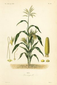 Majs eller majs, Zea mays, Mais av Unbekannt