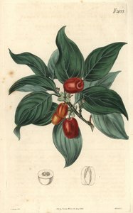 Hankornell, gren med frukt. Illustration av C. Curtis, gravyr av Weddell. Eau forte i The Curtis Botanical Magazine, av Samuel Curtis av Unbekannter Künstler