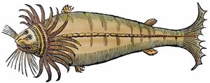 Havsdjur, xylografi hämtad från "Paralipomena accuratissima historiae omnium animalium quae in voluminibus Aldrovandi desiderantur/Bartholomaeus Ambrosinus... summo labore collegit; Marcus Antonius Berna bibliopola bononiensis propriis sumptibus i av Unbekannter Künstler