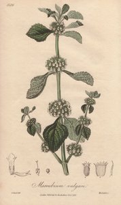 Marrubium vulgare (Marrubium vulgare) - Starkt vatten av William Clarke för att illustrera "Medical Botanical, Description of the Medicinal Plants of London, Edinburgh and Dublin" av John Stephenson och James Morss Churchill, publicerad i London av John Ch av Unbekannter Künstler