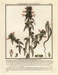 Kärrlusört, Pedicularis palustris. av Unbekannter Künstler