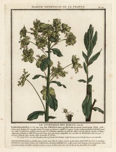 Marsh spurge, Euphorbia palustris. av Unbekannter Künstler
