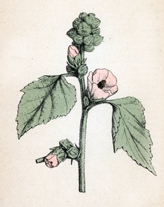 Marshmallow officinale (Althaea officinalis) (Vit malva) (marshmallow, marsh mallow) Botanisk plansch från "Atlas colorie des plantes medicinales" av Paul Hariot av Unbekannter Künstler