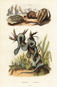 Martinikansk huggorm och utdöda trilobiter. av Unbekannter Künstler