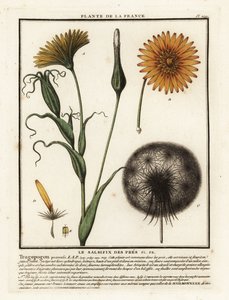 Ängssorsif, Tragopogon pratensis. av Unbekannter Künstler