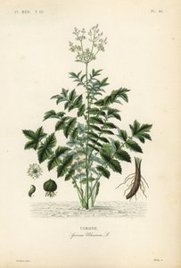 Ängssöt eller mjödvört, Filipendula ulmaria, Spiraea ulmaria, Ulmaire av Unbekannt
