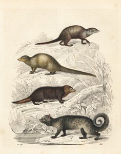Surikat, Suricata suricatta 1, indisk grå mungo, Herpestes edwardsii 2, vanlig kusimanse, Crossarchus obscurus 3, och asiatisk palmcibet, Paradoxurus hermaphroditus 4. Handkolorerad litografi från Carl Hoffmanns bok om världen, Stuttgart av Unbekannter Künstler