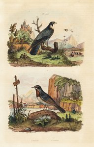 Merlin, Falco columbarius och Moltonis sångare, Sylvia subalpine av Unbekannt