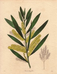 Mimosas larv (Acacia longifolia), buske med ihållande bladverk, upp till 3 till 6 meter hög, med blomställning i långa, citrongula epis, mycket väldoftande. Växten kommer ursprungligen från Nya Holland (Australien) och introducerades i Storbritannien 1792. av Unbekannter Künstler