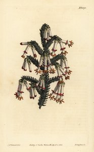Monadelphous hed, Erica monadelpha av Unbekannt
