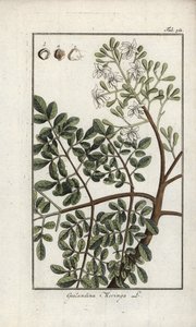 Moringa (Moringa oleifera). Litografi från "Afbeelding der Artseny-Gewassen" av Johannes Zorn (1739-1799), Nederländerna av Unbekannter Künstler