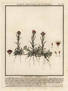 Berg evigt, Antennaria dioica. av Unbekannter Künstler
