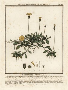 Musöra hökgräs, Pilosella officinarum. av Unbekannter Künstler
