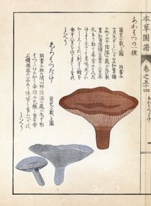 Svampar: akahatsu lacatire och vit shirohatsudake - japanskt tryck av Kanen Iwasaki (1786-1842), från Honzo Zufu, illustrativ guide till medicinalväxter av Unbekannter Künstler