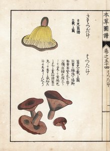 Svampar: olika sorters mjölkprekocer (ätbara) - japanskt tryck av Kanen Iwasaki (1786-1842), från Honzo Zufu, illustrativ guide till medicinalväxter av Unbekannter Künstler