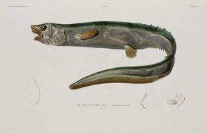 Natacanthus nasus, Island, tidigt 1800-tal av Unbekannter Künstler