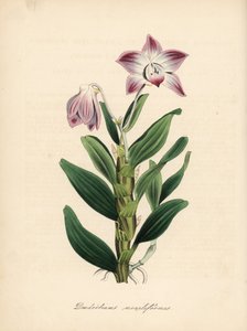 Dendrobium moniliforme, orkidé med halsbandsstjälk eller sekikoku-orkidé. Handkolorerad zinkograf av C. Chabot tecknad av Miss M. A. Burnett från hennes "Plantae Utiliores: or Illustrations of Useful Plants," Whittaker, London av Unbekannter Künstler