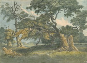 Needwood - Oak Tree: akvarellmålning, nd [?1800-talet] av Unbekannt