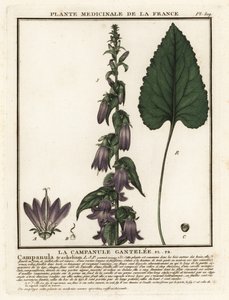 Nässelbladig klockblomma, Campanula trachelium. av Unbekannter Künstler