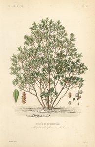 Norrbärsbär, Myrica pensylvanica, cirier de pensylivanie av Unbekannt