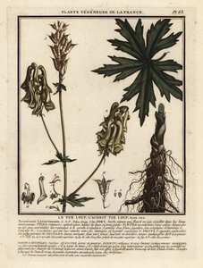 Nordlig vargbana, Aconitum lycoctonum. av Unbekannter Künstler