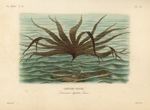Rågräs, Laminaria digitata, Finger Kelp av Unbekannt