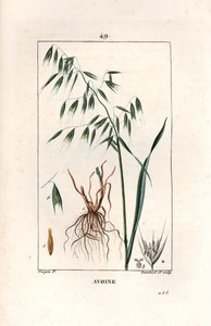Oats Cultivee eller bysantinsk havre - Gravyr av Lambert fils, efter en teckning av Pierre Jean Francois Turpin (1775-1840), hämtad från La flore medicale, av Chaumeton, Poiret et Chamberet, Paris 1830 - Havre, Avena sativa - Gravyr av Lambert fils efter e av Unbekannter Künstler