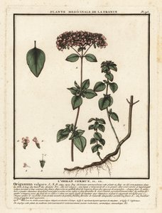 Oregano eller vild mejram, Origanum vulgare. av Unbekannter Künstler