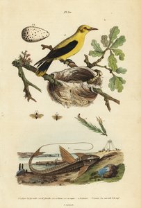 Oriole koltrast, Gymnomystax mexicanus, bo och ägg 3, choklad loricarid pansarskatt, Loricaria cataphracta 2 och tallsågfluga, Neodiprion sertifer 1 av Unbekannt
