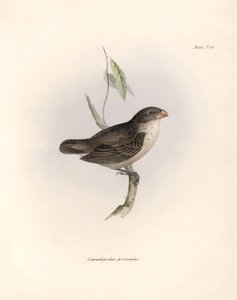 Ornitologi: "Camarhynchus psittaculus or Geospize psittacin" Beskrivning av en tätting av Charles Darwin (1809-1882) som observerades under hans expedition ombord på Beagle. Plansch från "The zoology of the voyage of H.M.S. Beagle. Flyg. III, Fåglar beskri av Unbekannter Künstler